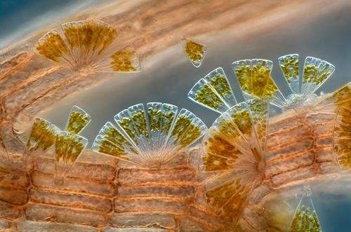 明美數碼倒置生物顯微鏡MI12在中山大學(xué)海洋學(xué)院投入使用