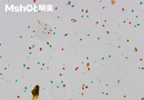 生物顯微鏡ML51-M觀(guān)察染色酵母菌