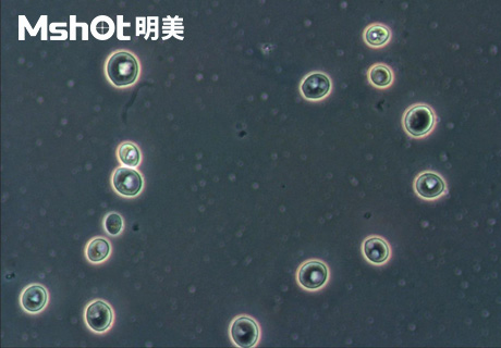 生物顯微鏡ML51-M觀(guān)察染色酵母菌