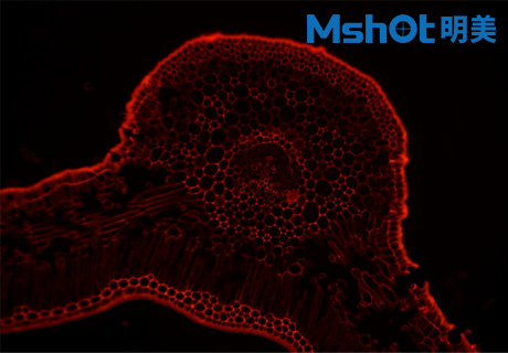 生物顯微鏡ML51-M觀(guān)察染色酵母菌
