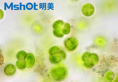 明美顯微鏡應用于水質(zhì)檢測