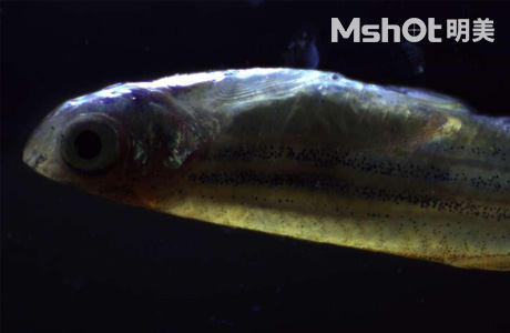 體視顯微鏡應用于幼魚(yú)成長(cháng)觀(guān)察
