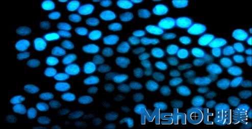 明美自主研發(fā)的倒置熒光顯微鏡MF52-LED 獲華南農業(yè)大學(xué)生科院盛贊
