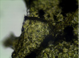 普通顯微鏡升級成數碼生物顯微鏡應用于農業(yè)